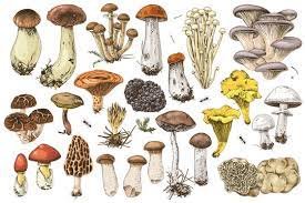 mushroom is one of the Vegetables to Avoid Stones problem